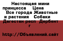 Настоящая мини принцесса  › Цена ­ 25 000 - Все города Животные и растения » Собаки   . Дагестан респ.,Дербент г.